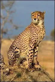 Quel est cet animal ?