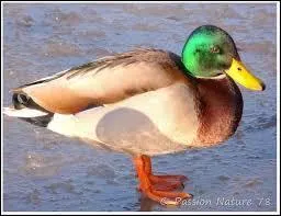 Quel est cet animal ?