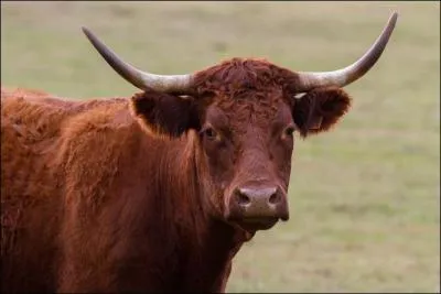 Quelle est la race de cette vache ?