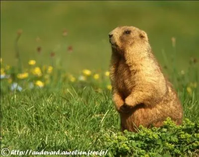 Lequel de ces animaux n'a pas une fourrure de couleur brune ?