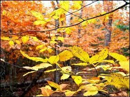 Que se passe-t-il le 25 novembre ?