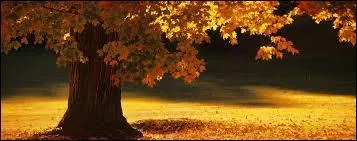 Quelle est la seule constellation zodiacale à ne pas être associée à un signe astrologique ?