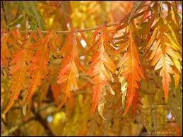 Lequel de ces jours est férié en France ?