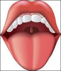 Le muscle le plus puissant du corps humain est la langue.