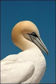 Quelle particularité possède un "fou de Bassan", cet oiseau de mer ?