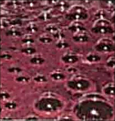 Sulfites > Les vins dits « bio » ne contiennent pas de sulfites. Vrai ou faux ?