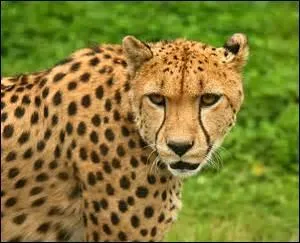 Le guépard est l'animal terrestre le plus rapide au monde.