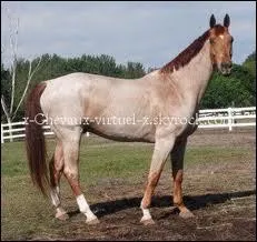 Quelle est la robe de ce cheval ?