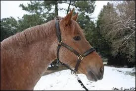 Quelle est la robe de ce cheval ?