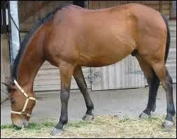 Quelle est la robe de ce cheval ?