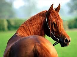 Quiz Chevaux