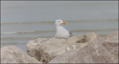 Qui sont ces sympathiques créatures qui seront là pour vous accueillir lors de votre prochain WE au Tréport ?