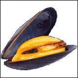 Comment sont appelées les vendeuses de moules installées de génération en génération près de l'entrée de la poissonnerie municipale ?