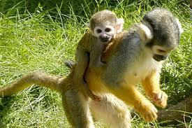 Quiz Animaux