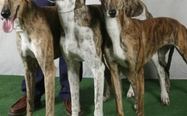 Quiz Races de chiens