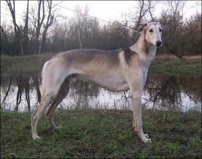 Aussi appelé Chart Polski, je suis le