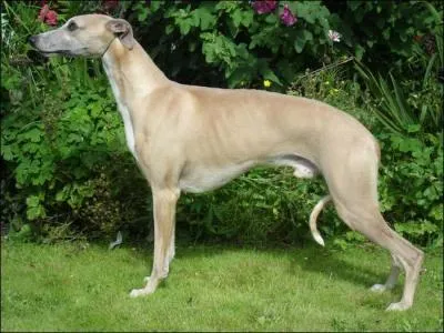 Aussi appelé lévrier nain, je suis le