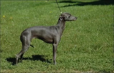 Aussi appelé levrette d'Italie, je suis le