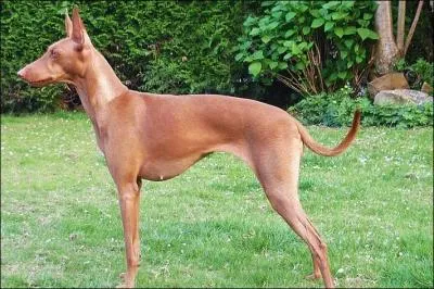 Aussi appelé lévrier sicilien, je suis le