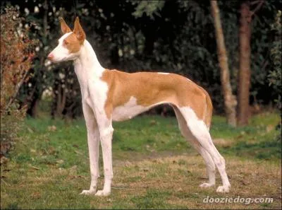 Aussi appelé lévrier d'Ibiza, je suis le ..(J'ai le poil lisse ou dur).