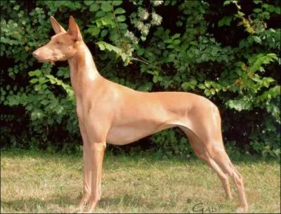 Aussi appelé lévrier du pharaon, je suis le