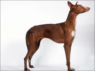 Aussi appelé chien de garenne des Canaries, je suis le