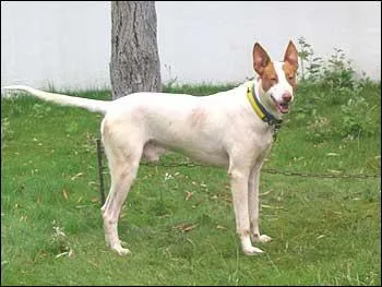 Aussi appelé chien de Garenne portugais, Je suis le...(j'ai le poil lisse ou dur)