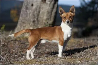 Aussi appelé chien de Garenne portugais; je suis le... (j'ai le poil lisse ou dur)