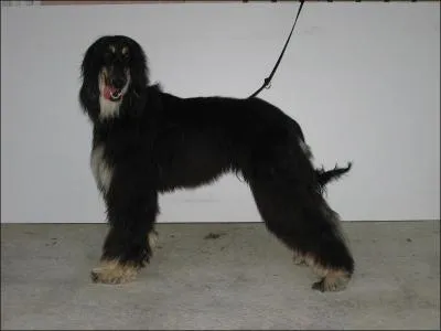 Aussi appelé Tazi, je suis le