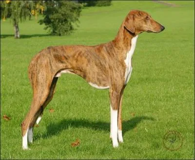 Aussi appelé Sloughi touareg, je suis le