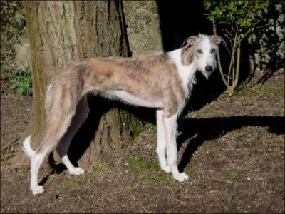 Aussi appelé lévrier espagnol, je suis le .. (J'ai le poil lisse ou dur).