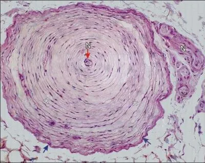 Où trouve-t-on les corpuscules de Pacini ?