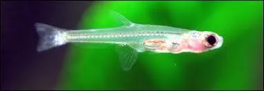 Attendez deux minutes, quoi ! Je suis sûr que vous ne savez pas le nom du poisson le plus petit au monde avec ses 7, 9 millimètres, n'est-ce pas ? Quel est son nom scientifique ?