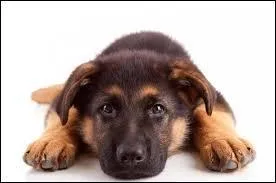 Moi être certain que toi connaître la réponse : Chez le chien, où sont situées les glandes sudoripares ?