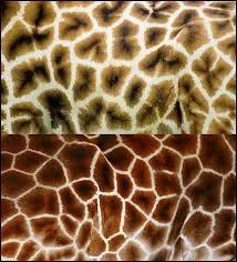 Quel animal reconnaissez-vous ?