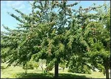 Un verger est un espace planté d'arbres fruitiers.