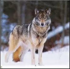 Comment s'appelle cet animal ?