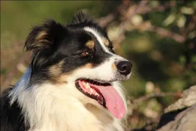 Quelle couleur a celui-ci ?