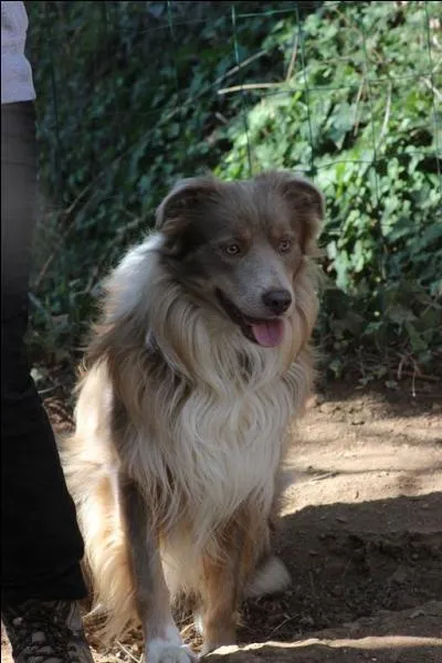 Quelle couleur à ce joli toutou ?