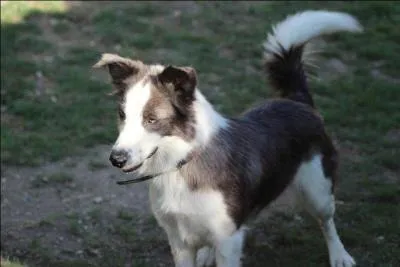 Quelle couleur a-t-il ?