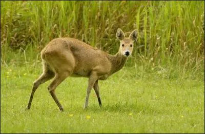L'hydropote est le seul cervidé ne portant pas de bois. On l'appelle aussi :