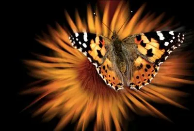 Ces animaux sont cités dans la chanson de Bénabar intitulée « L'effet papillon ».