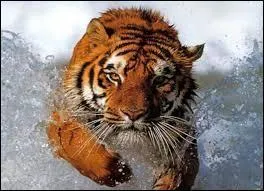 Quelle est l'appellation latine du tigre ?