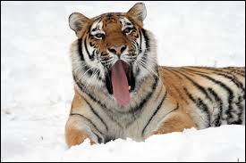 Laquelle de ces sous-espèces du tigre n'existe pas ?