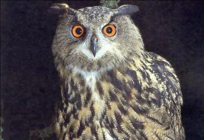 Quel est son nom anglais ?