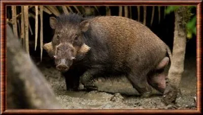 Que vois-tu sur cette image ?