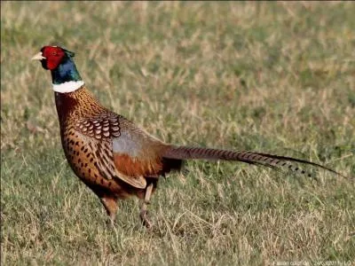 Connais-tu cet animal ?