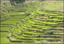 Comment appelle-t-on ce genre de culture ?