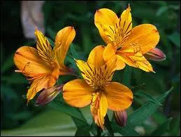 Quel est le nom de cette fleur ?