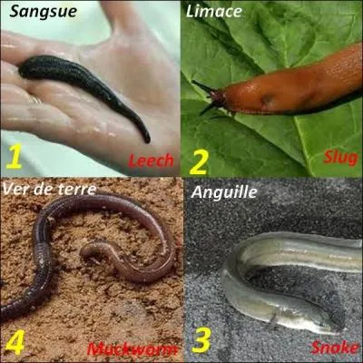 Quelle image n'a pas la bonne traduction ?